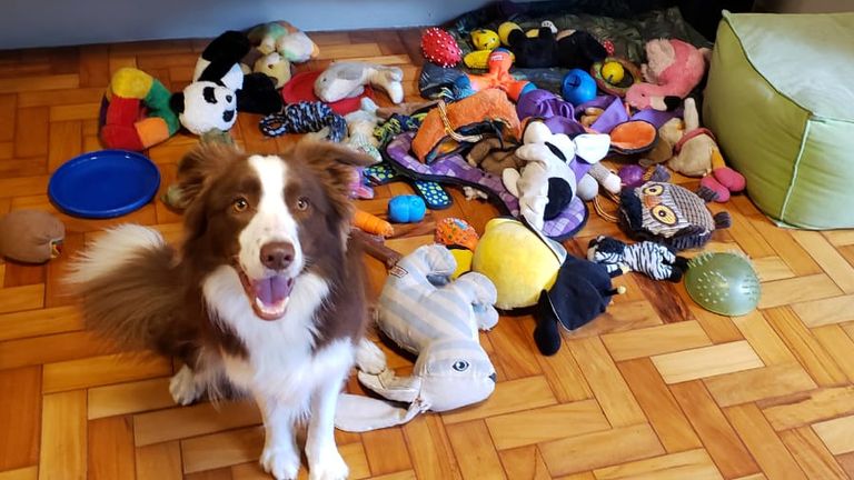 Talented dogs can remember names of toys for at least two years, study finds