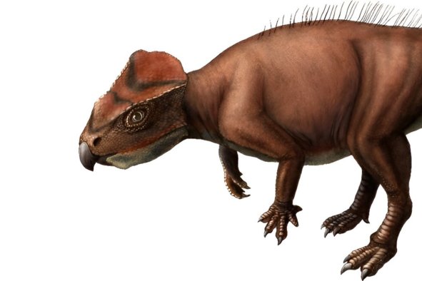 New Species of Beaked Dinosaur Is Tiny Triceratops Relative