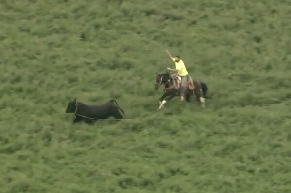 Bull that escaped from Illinois farm lassoed after hours on the run