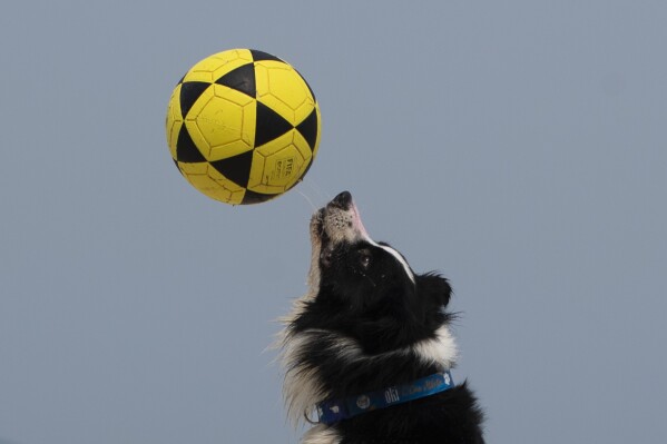 This Brazilian dog is a footvolley star. He teaches beachgoers how to play their own game