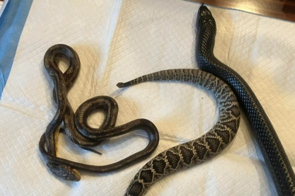 Four-Foot Snake Throws Up Smaller SnakesâAnd One Was Still Alive