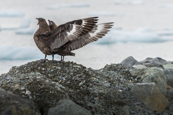 Gross 'Food Theft' Could Be Responsible for Spread of Deadly Bird Flu