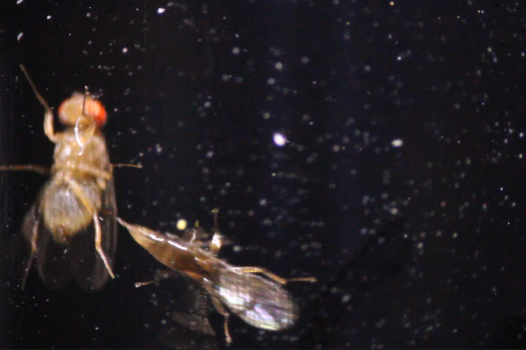 Watch: New Parasitic Wasp Species Found in Mississippi Backyard