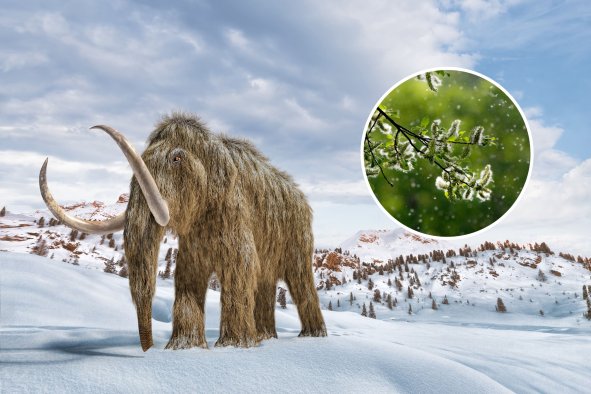 Allergies: Woolly Mammoths' Hay Fever May Have Helped Drive Them to Death