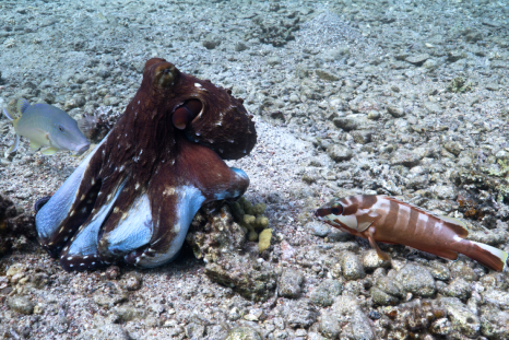 Underwater Allies: Octopuses and Fish Join Forces to Hunt for Prey