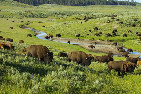 Scientists Figure Out How Yellowstone Animals Find Enough To Eat