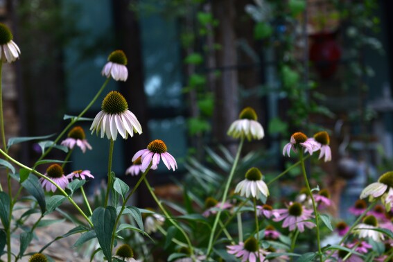 Fall cleanup in the garden doesn’t mean what it used to