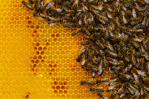 Well-Nourished Bees Show Greater Resistance to Pesticides and Viruses