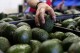 US to hand over pest inspections of Mexican avocados to Mexico and California growers aren’t happy