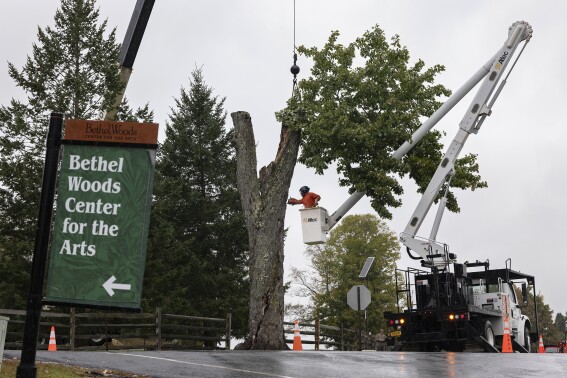 Aging and ailing, ‘Message Tree’ at Woodstock concert site is reluctantly cut down