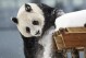 A zoo in Finland with financial woes is returning giant pandas to China