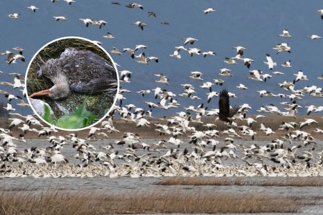 Over 75,000 Birds Killed in North California Lake Disease Outbreak