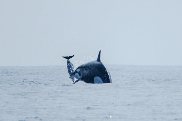 Orca Matriarch Seen Throwing Dolphin Into Air During Hunt