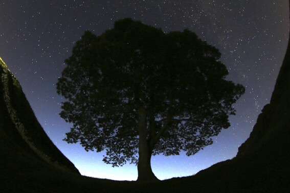 49 saplings from famous UK tree that was illegally chopped down will be shared to mark anniversary