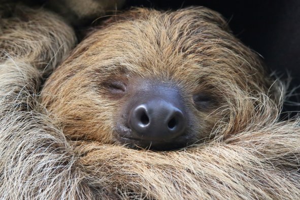 Sloths on Brink of Extinction As They Struggle To Adapt to Changing World