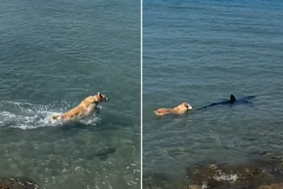 Panic As Dog Jumps Into Water To Chase Shark: 'Went To Say Hello'