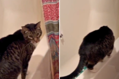 Cat Who Demands Daily Showers Wins Pet of the Week