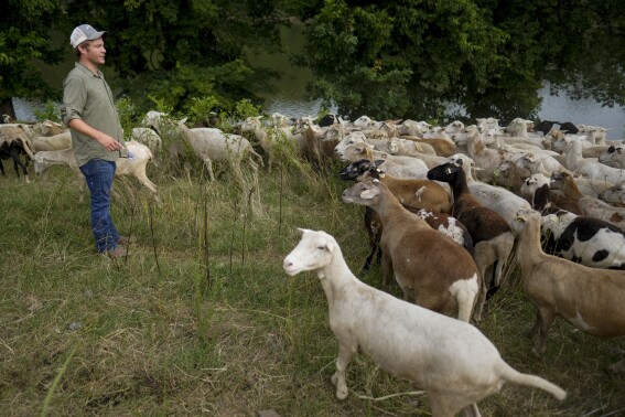 Cities are using sheep to graze in urban landscapes and people love it