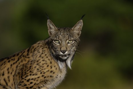 Ancient DNA Reveals Surprising Twist in Lynx Survival Story