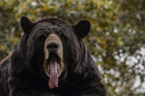 Bears Are Opening Doors and Making Themselves at Home in California