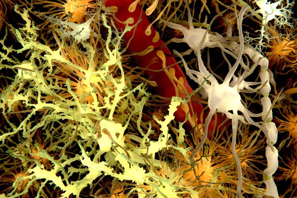 Alzheimer's Development as Cellular Cleaners Offer Hope for New Treatments