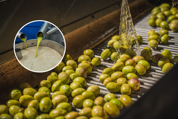 Olive Waste Product Could Have Major Health Benefits