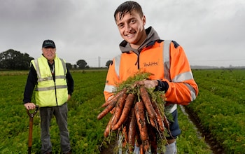 ‘Last year was a nightmare’: why Britain’s carrot farmers need our help