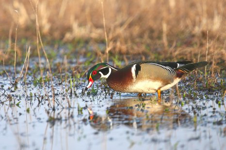 Wood Duck Recovery Offers Hope for Endangered Birds Across America