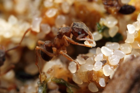 Ants Mastered Agriculture Millions of Years Before Humans