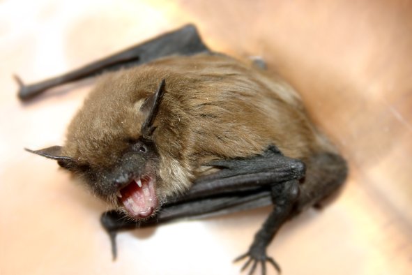 Child Dies of Rabies After Bat Broke Into Bedroom