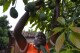 How farmers in Burundi banded together to get fair prices for avocados