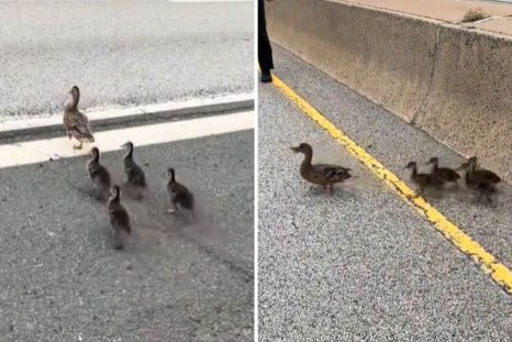 Moment Woman Stops 4 Lanes of Rush-Hour Traffic To Help 'Stranded' Animals