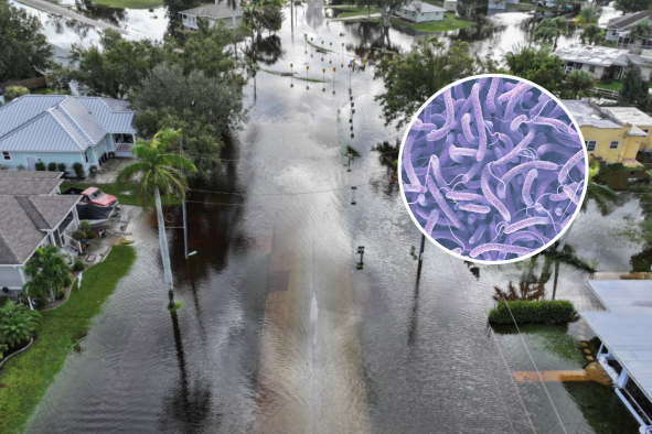 Hurricane Milton Aftermath Triggers Deadly Bacteria Warning