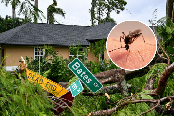 Hurricane Milton May Cause Florida 'Explosion' in Mosquito-Borne Diseases