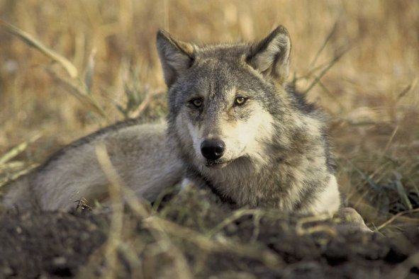 California Abuzz With Unconfirmed Wolf Sightings: 'Rumors Are Flying'