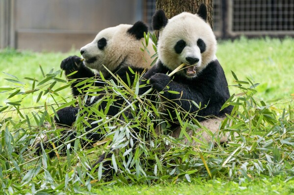 The pandas are coming! The pandas are coming!