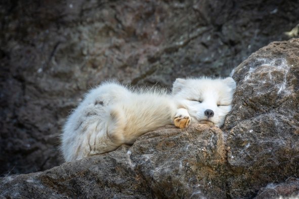 Mysterious White Fox Sighting in Portland Puzzles Wildlife Experts