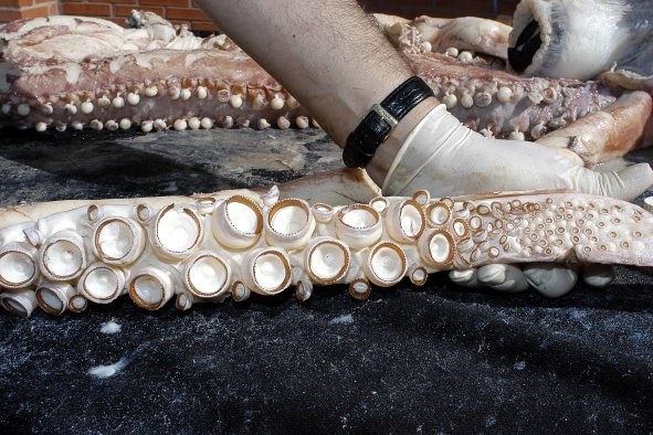 Rarely Seen Giant Squid Washes Up on Beach