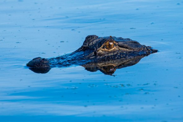 Florida Alligator Warning After Hurricane Milton