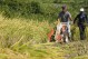 Aging farmers face extreme temperatures as they struggle to maintain Japan’s rice crop