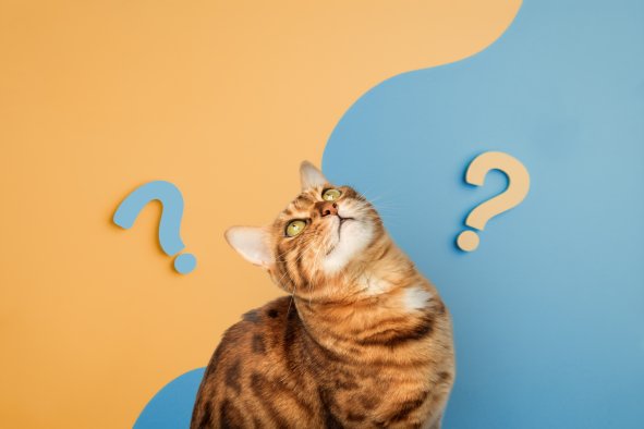 Watch Out DogsâCats Can Learn Words, Too