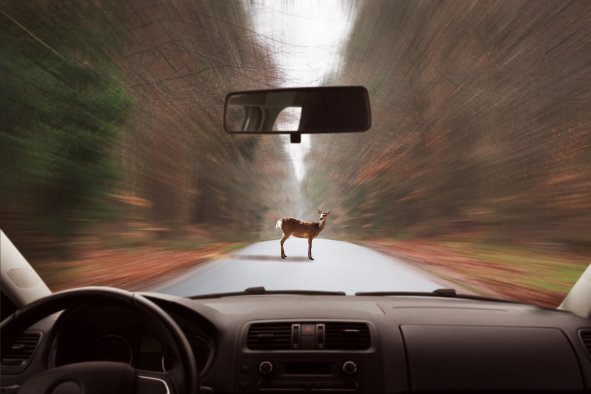 Oregon Drivers Warned to Watch Out for Deer During Mating Season