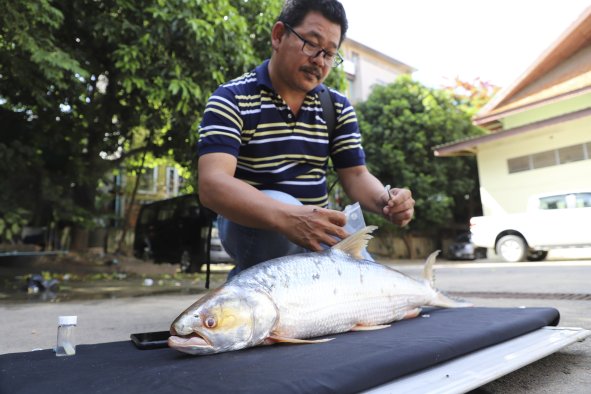 Mekong River 'Ghost Fish' Found After Being Declared Extinct