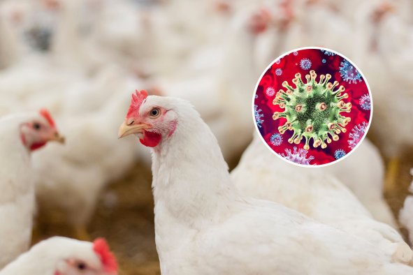 Bird Flu Update as Virus Suspected in Four Washington Farmers