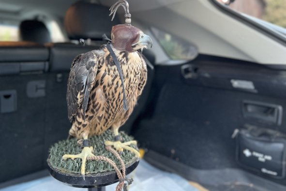 Famous Falcon Flies Again After Broken Wing Surgery