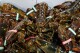 Plan for stricter lobster fishing rules delayed as species shows decline in babies