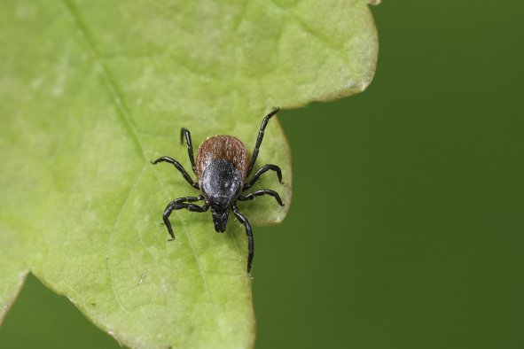 Deadly Bacteria Found in Illinois for the First Time: 'Check for Ticks'