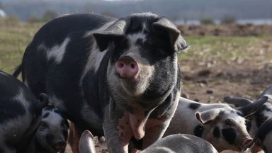 Scientists say they can use AI to understand what pigs are saying