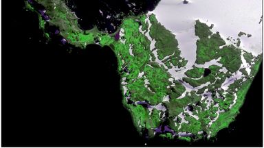 Parts of Antarctica are turning green faster than we thought from climate change, 'shocked' scientists say