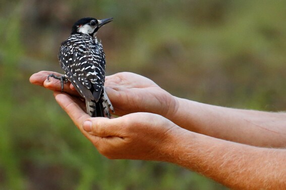 Red-cockaded woodpeckers’ recovery in southeast leads to status change from endangered to threatened